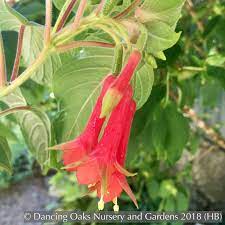 Fuchsia Speciosa Hardy Fuchsia Fuchsia Flowers Fuchsia Red Flowers
