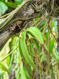 Image result for Diaphananthe