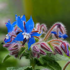 Image result for Borago officinalis