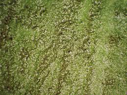 Image result for Microchloa altera