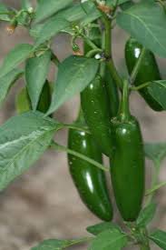 Check often and water regularly; How To Grow Jalapenos In A Pot Or Container From Seed Growing Jalapenos Growing Vegetables Growing Peppers
