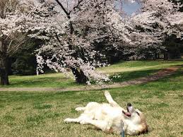 صور التنزه تحت أزهار الكرز في اليابان animals husky dogs