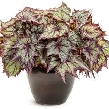 Image result for Begonia princeae
