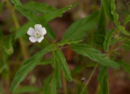 Image result for Monsonia angustifolia