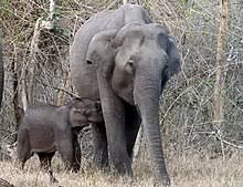Check spelling or type a new query. Dewiki Asiatischer Elefant
