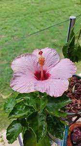 My First Bloom Coconut Ice Hibiscus Gardening Garden Diy Home Flowers Roses Nature Landscaping Horticulture Bloom Hibiscus Hibiscus Flowers