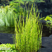 Image result for Equilabium equisetiforme