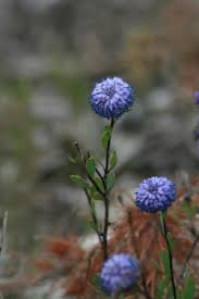 Image result for Limnophila ceratophylloides