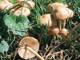 Un Champignon De Saison Le Marasme Des Oreades Champignon Comestible Champignon Champignons Farcis