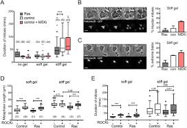 Observe the onion skin under low power of the microscope and then under high power. Oncogenic Signaling Alters Cell Shape And Mechanics To Facilitate Cell Division Under Confinement Biorxiv