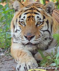 andy tiger had his eyes checked x rays was neutered and is not getting a dental hop on the live video at facebook com big big cats big cat rescue wild cats