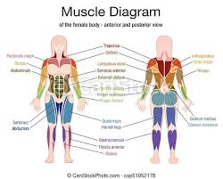 The muscles of the lower back, including the erector spinae and quadratus lumborum muscles, contract to extend and laterally bend the vertebral column. Muscle Diagram Female Body Names Muscle Diagram Of The Female Body With Accurate Description Of The Most Important Muscles Canstock