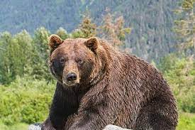 Start planning today · free planner downloads Alaska Wildlife Conservation Center Portage Alaska Org