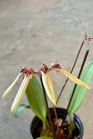 Image result for Bulbophyllum sp. nov