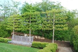 Trellis In The Garden12 Gartenzaun Ideen Naturzaun Garten