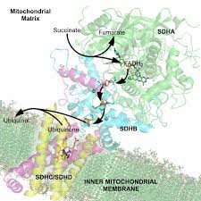 Cofactor Biochemistry Wikipedia
