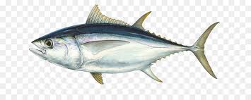 Scientists have recognized southern bluefin tuna (thunnus maccoyii) as a distinct species for quite some time, but the northern species was divided only in the last decade. Bige Thunfisch Thunfisch Pacific Bluefin Tuna Atlantic Bluefin Tuna Albacore Thunfisch Png Herunterladen 720 354 Kostenlos Transparent Fisch Png Herunterladen