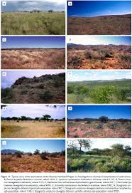 Image result for Eriocephalus luederitzianus