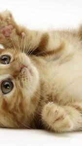 Cute iphone wallpaper cats information recently was sought by people around us, maybe one of you. 50 Hd Cat Iphone Wallpapers