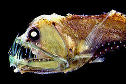 The two known species are within the genus gigantura. Deep Sea Fish Wikipedia