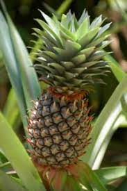 Pineapples are a part of the bromeliad family which has some 2,700 species of bromeliads that are too numerous to name, among these bromeliads are the ornamental pineapples which can bring flavor to your landscapes and gardens, as beautiful as these plants are the fruits are not edible but adds to the beauty of this garden plant. Pineapple The Edible Bromeliad Bromeliads Info