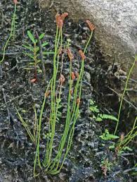 Image result for Isoetes welwitschii