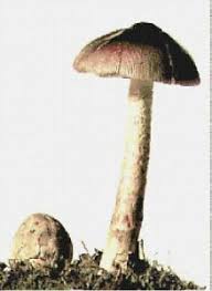 Pattern can be also be downloaded. Mushroom Handmade Nature Counted Cross Stitch Pattern Needlepoint Chart Ebay