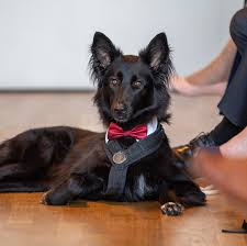 Deutsche hundehalter achten besonders auf inhaltsstoffe beim. Hochzeit Mit Hund Lokislife Hundeblog Lokislife 7 Tipps Mitsamt Checkliste