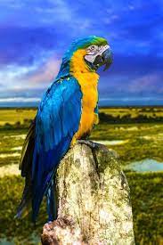 Pin De Madra U En Awesome Blue Loros Divertidos Fotos De Aves Aves De Colores