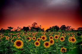 The plant was first domesticated in the americas. Sunset In A Field Of Sunflowers Sunflower Wallpaper Sunflower Fields Sunflower