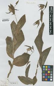 Image result for Disa ochrostachya