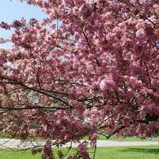 We did not find results for: Don T Be Crabby The Crabapple Collection Is In Bloom Royal Botanical Gardens