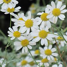 Chamomile