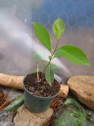 Wild Black Cherry Prunus Serotina Live Plant Seedling Plant Seedlings Plants Live Plants
