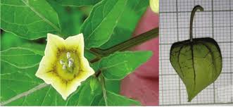 Image result for Physalis angulata