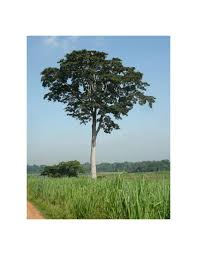 Image result for Milicia