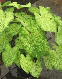 However, they can be grown as annuals or overwintered as tender bulbs.in cooler climates, it helps to give them a headstart by potting them up a month or so before your last frost date, so they will be up and growing when it is time to plant them outdoors. How To Plant Caladium Bulbs A D R Bulbs