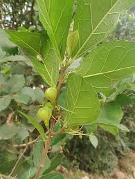 Image result for Streblus