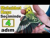 muhabbet kusu alirken dikkat etmeniz gereken 4 faktor youtube muhabbet kuslari kusu kus