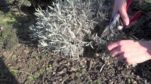 Mit dieser anleitung schneiden sie lavendel richtig. Gartentipp Ruckschnitt Von Lavendel Youtube