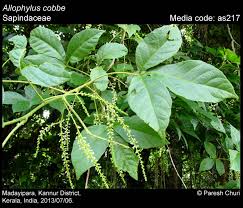 Image result for Allophylus