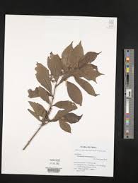 Image result for Clerodendrum abilioi