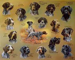 german wirehaired pointer club german wirehaired pointer hunting dogs breeds dog artwork