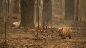 The 30 percent figure they calculated is a minimum. Deathly Silent Ecologist Describes Australian Wildfires Devastating Aftermath