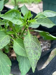 Image result for sooty mould