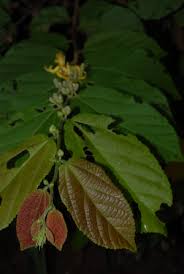 Image result for Grewia forbesii