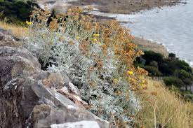 Image result for Jacobaea