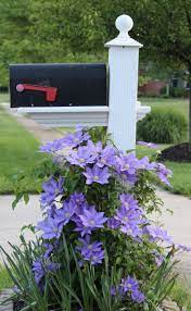 Saw something that caught your attention? Give Your Garden A Lift With Clematis Longfield Gardens