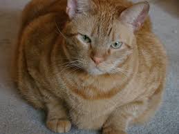Why do tabby cats eat so much? How Long Do Obese Cats Live Catmart
