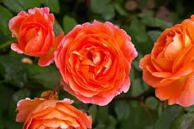 Fiori e bacche di natale piante da fiore e bacche per abbellire la casa durante le feste natalizie o da regalare come segno di augurio di. Le Rose Romantiche O Nostalgiche Alcune Varieta E Coltivazione